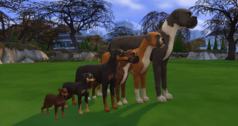 various sizes of sim dogs