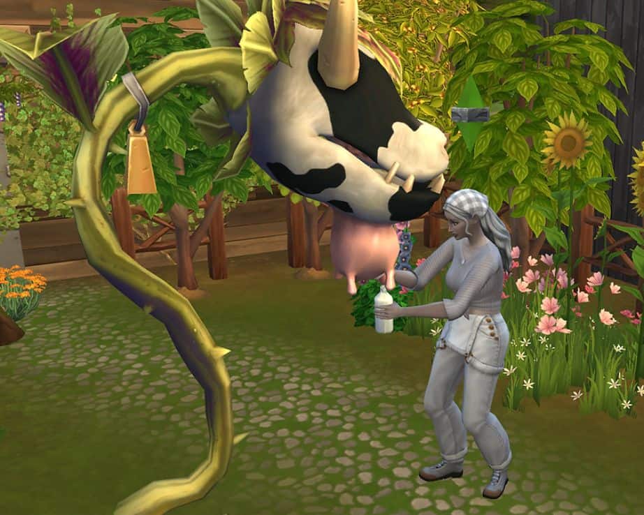 sim woman milking cowplant