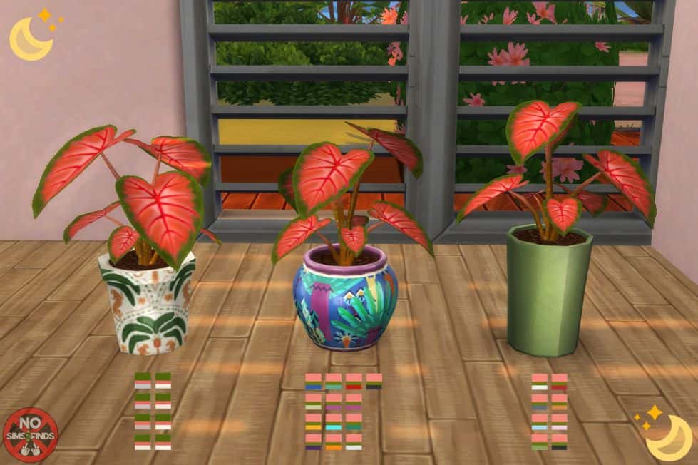 three potted caladium plants