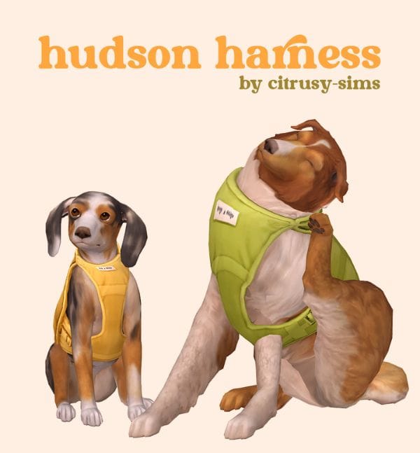 dogs wearing harnesses