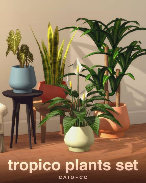 a mix of potted plants
